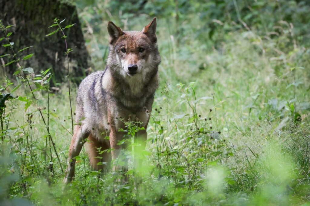 Switzerland criticised over wolf shootings