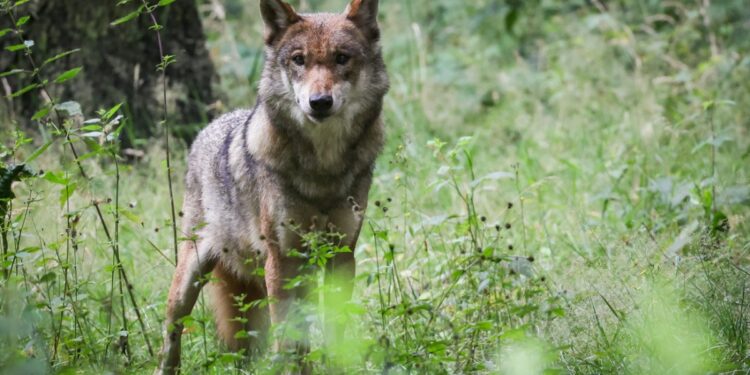 Switzerland criticised over wolf shootings