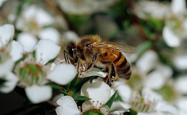 Pollinator Conservation - The Portugal News