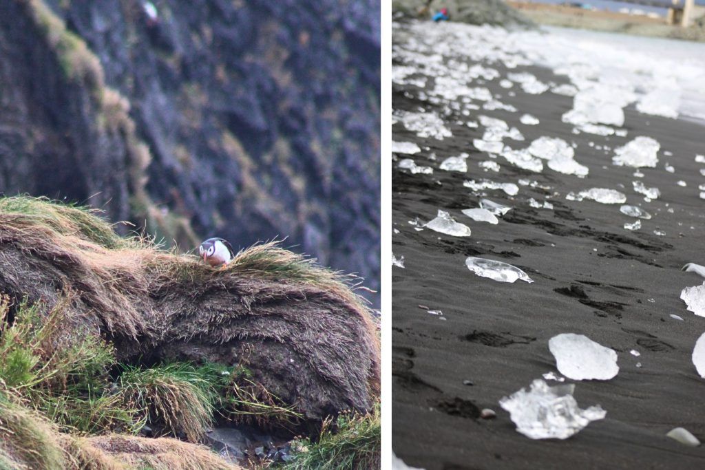 A puffin and Black-sand