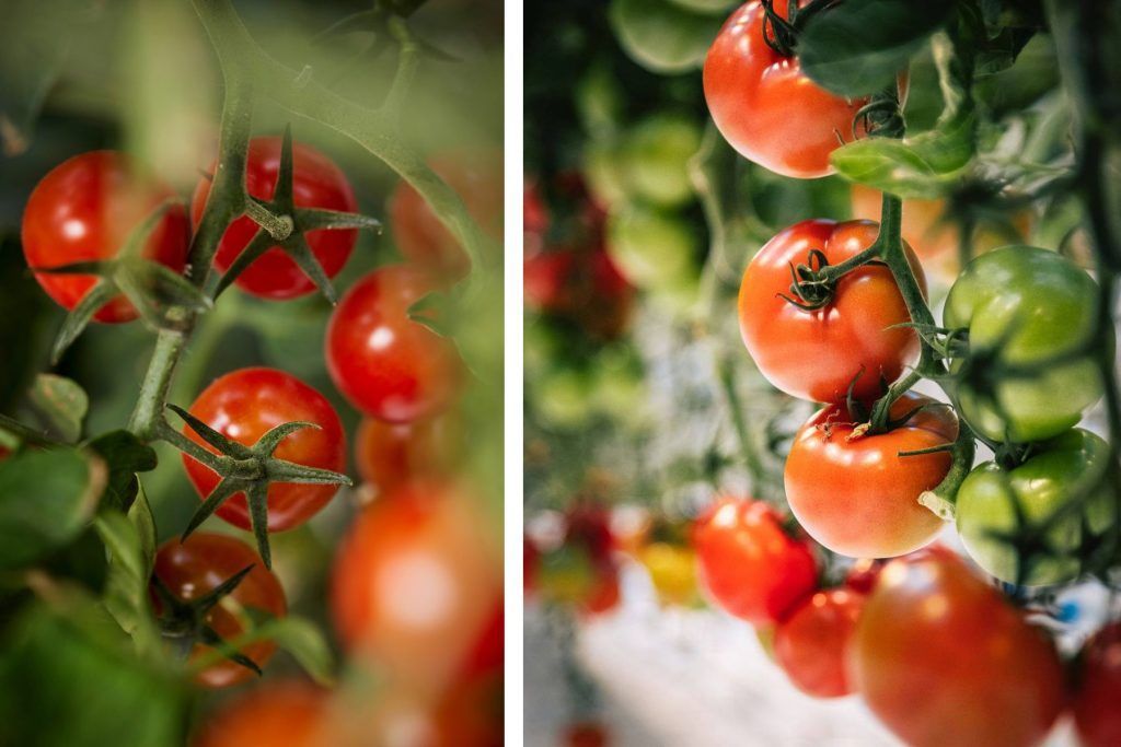 The restaurant is in a greenhouse filled with tomato plants. Courtesy of Fridheimer