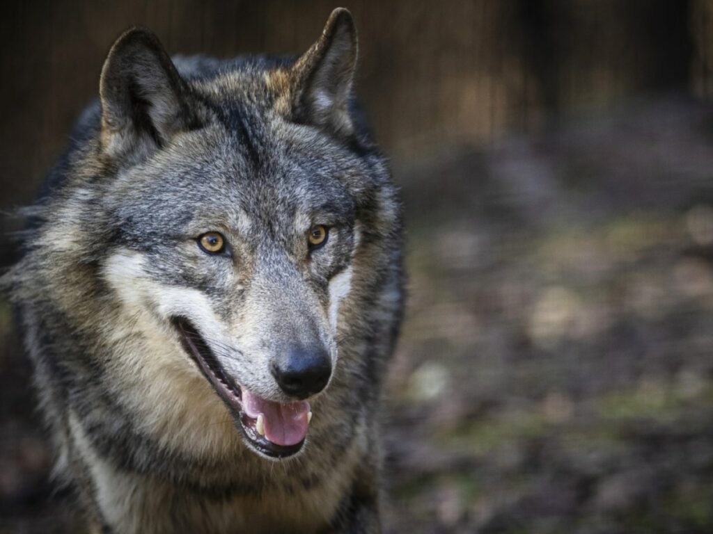 Wolf shot in central Switzerland after killing sheep