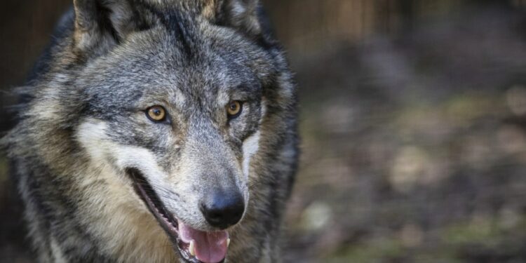 Wolf shot in central Switzerland after killing sheep