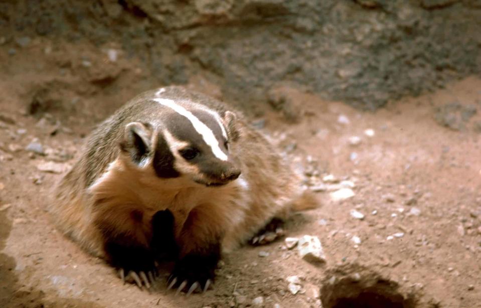 american badger vs european badger