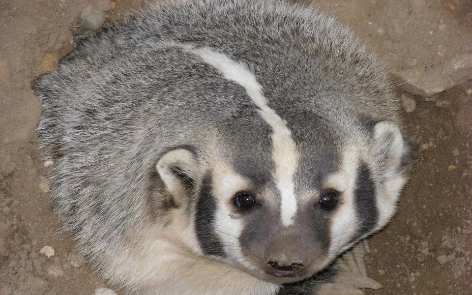 american badger vs european badger