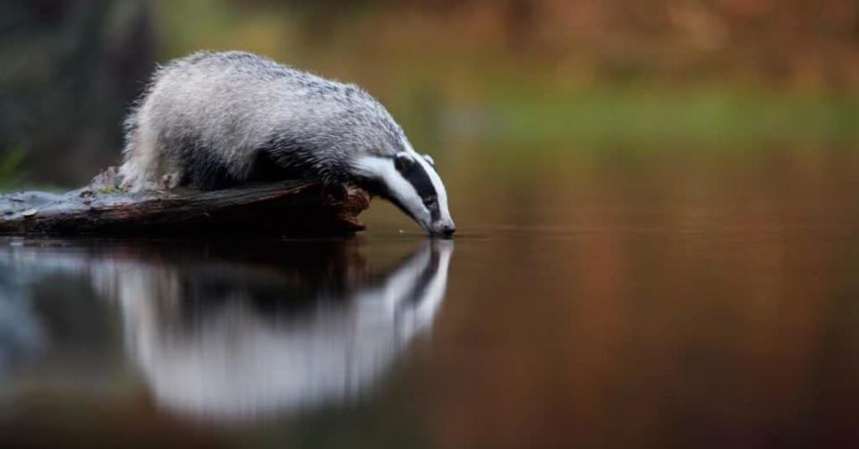 american badger vs european badger