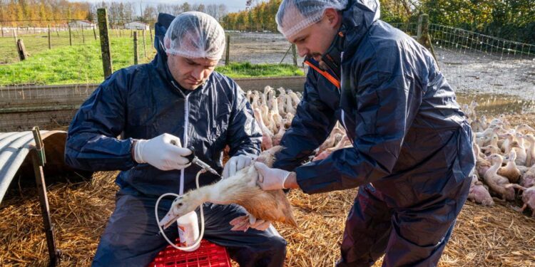 France slashed bird flu outbreaks by vaccinating ducks