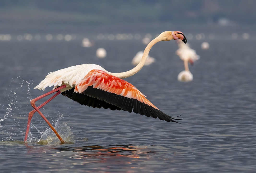 Greater flamingo