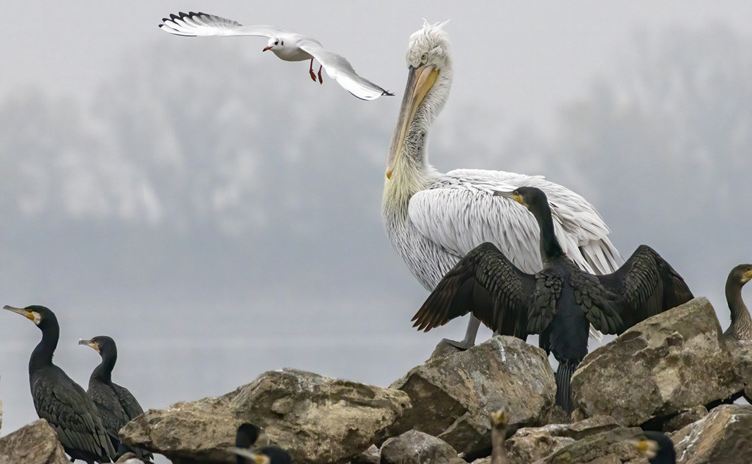 Great cormorant, Dalmatian pelican and Black-headed gull