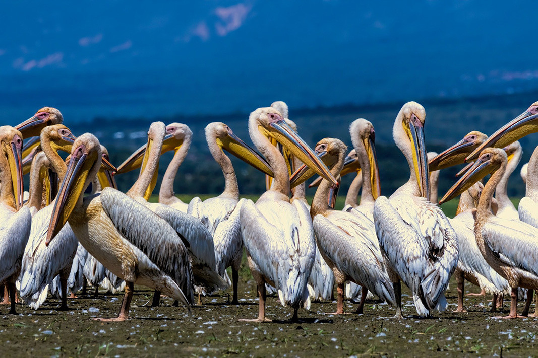 White pelicans