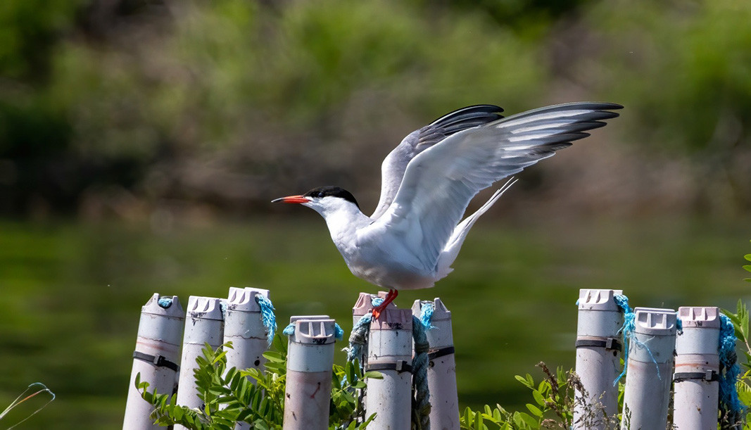 Common tern