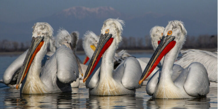Bulgaria is among the top destinations for birdwatching in Europe