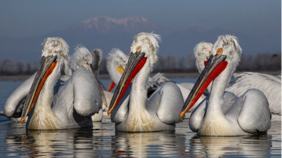 Bulgaria is among the top destinations for birdwatching in Europe