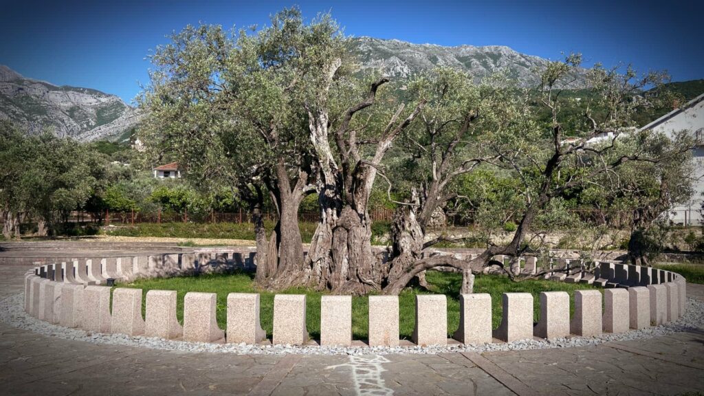 Concrete and Water Are Damaging Montenegro's Oldest Olive Tree