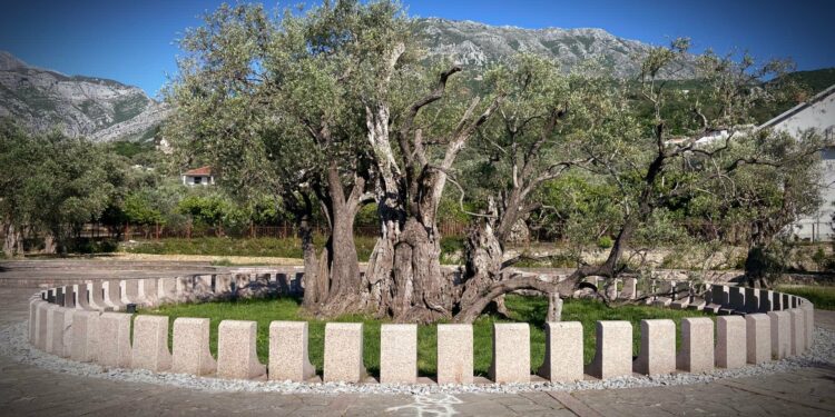 Concrete and Water Are Damaging Montenegro's Oldest Olive Tree