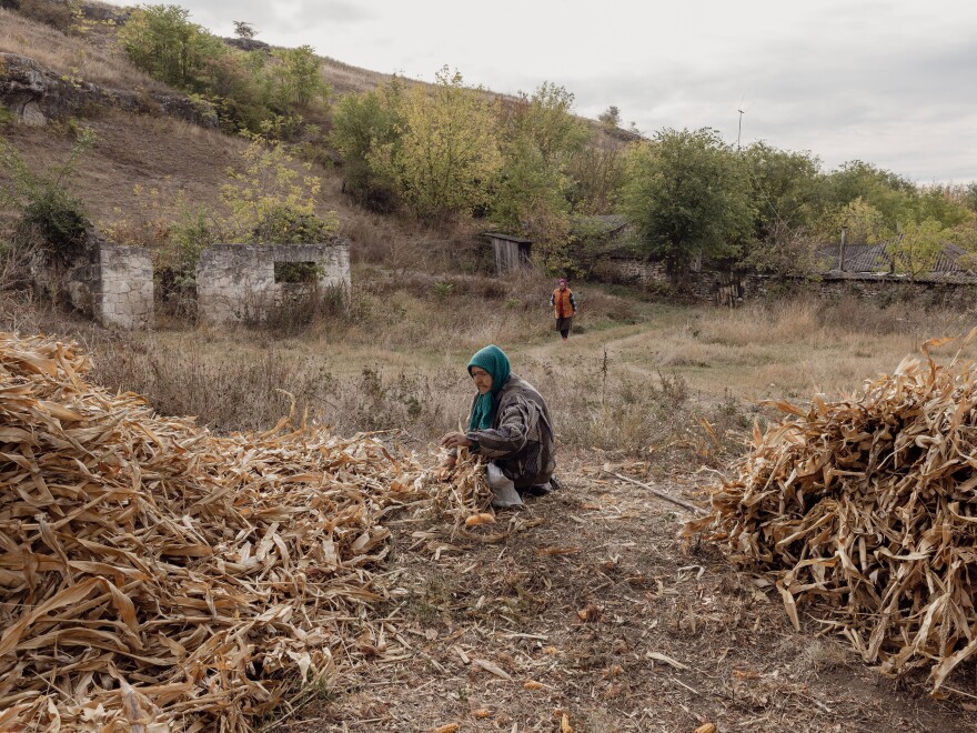 A woman, seated, looks for corn among stalks in the partially abandoned village of Roşietici, Moldova, Oct. 10, 2023. The country's villages have lost much of their population in the past decades.