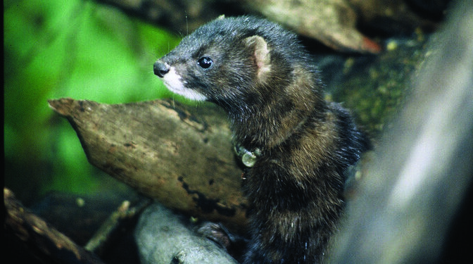 Reintroduction project expands European mink’s Estonian habitat to Saaremaa | News