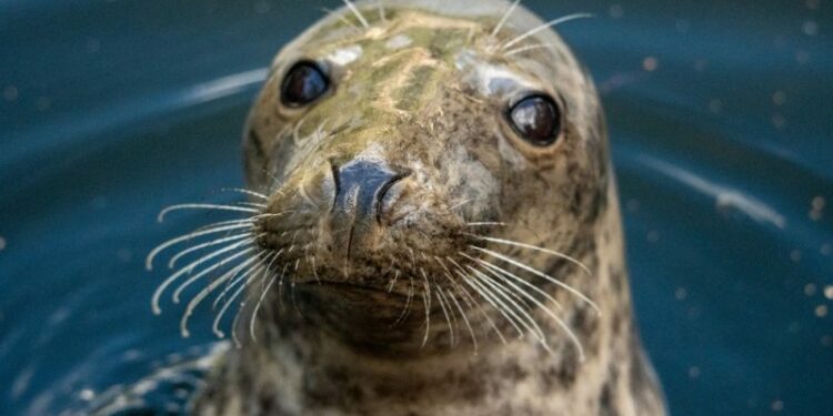 EU fisheries ministers call for seals, cormorants population control amid fish stock decline – Euractiv