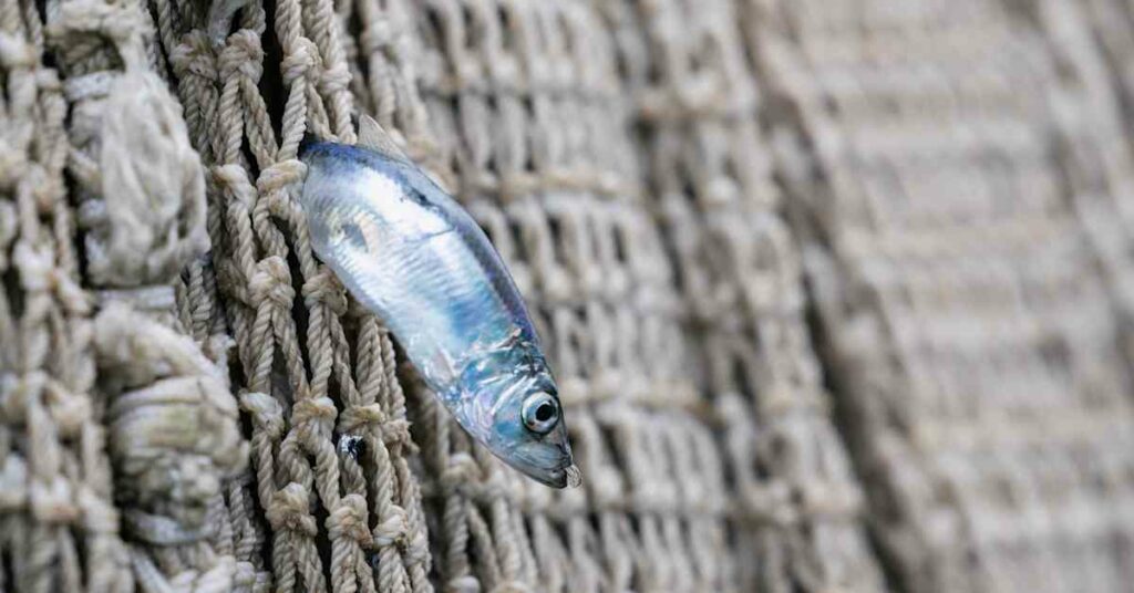 Herring catch quota to increase in Baltic Sea following EU decision | Yle News