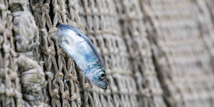 Herring catch quota to increase in Baltic Sea following EU decision | Yle News