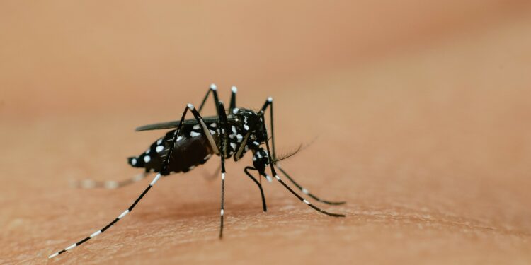 How you can help us resist the tiger mosquito’s conquest of Europe – UK Health Security Agency