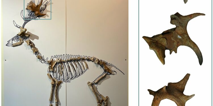 Mammalian fossils reveal how southern Europe's ecosystem changed during the Pleistocene