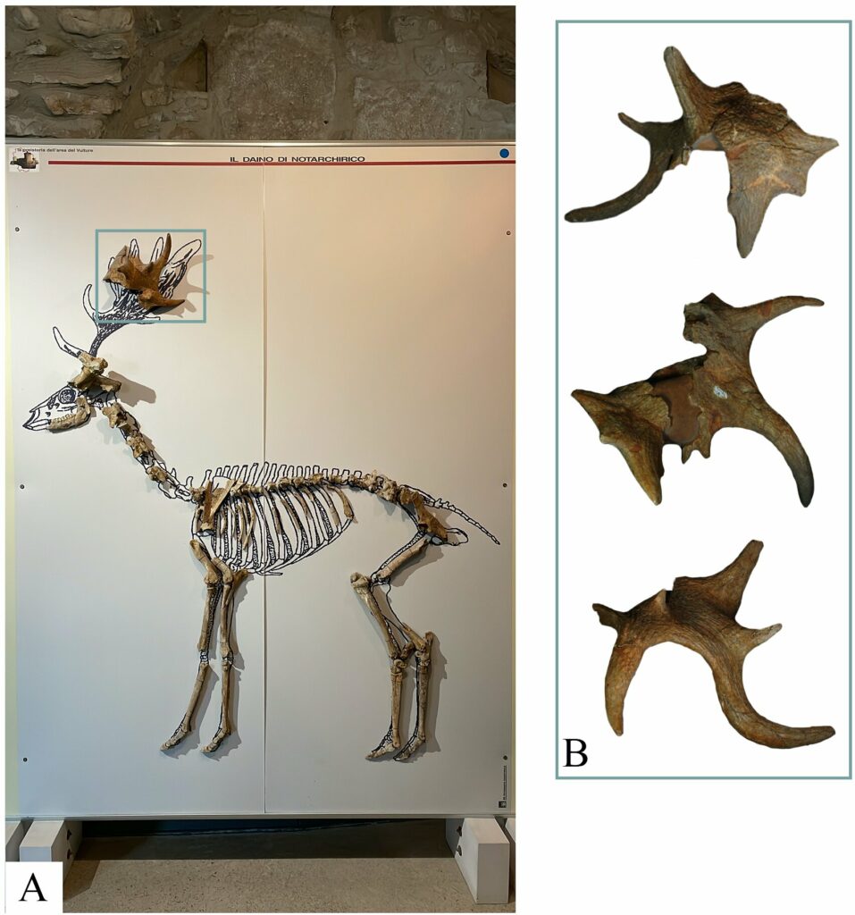 Mammalian fossils reveal how southern Europe's ecosystem changed during the Pleistocene