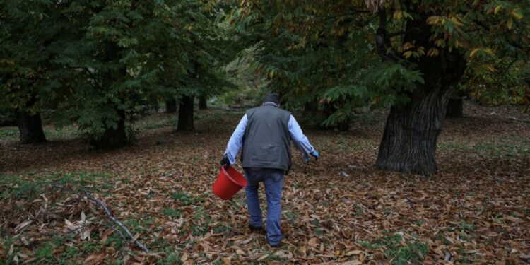 Greece’s chestnut harvest set to shrink, hit by drought and heat