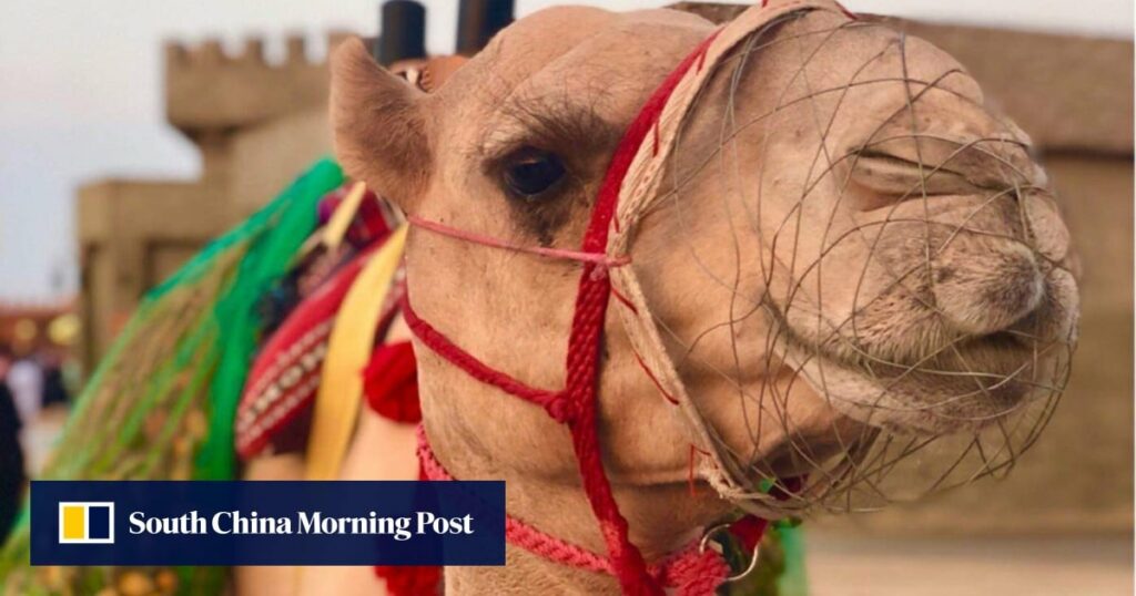 Women camel jockeys race in Saudi Arabia, breaking a social barrier