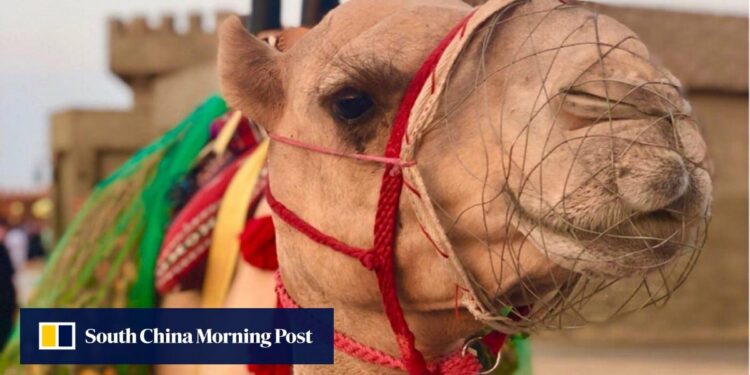 Women camel jockeys race in Saudi Arabia, breaking a social barrier