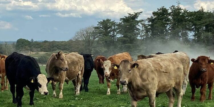 IRISH BEEF PRICES DEFY LOGIC COMPARED TO UK AND EUROPE