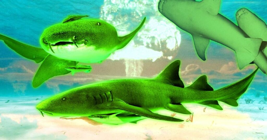 Inside the radioactive island with mutant sharks caused by nuclear bombs | World News