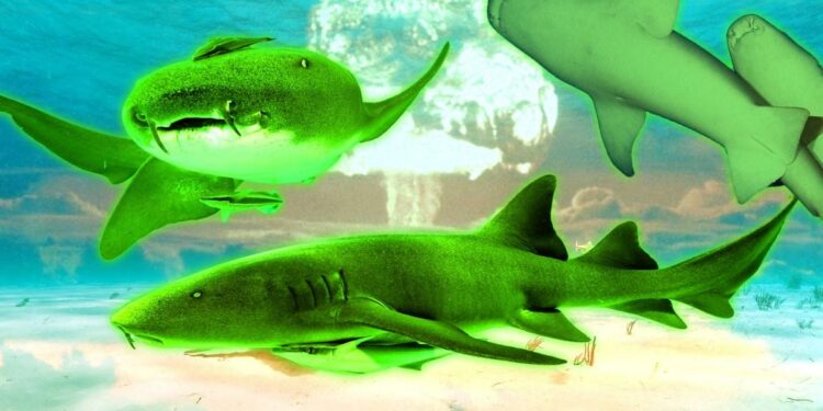 Inside the radioactive island with mutant sharks caused by nuclear bombs | World News