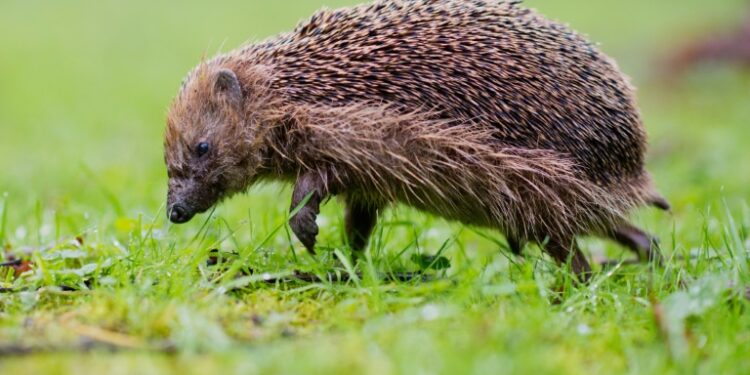 Mowed Down By Cars, European Hedgehog Numbers Shrinking