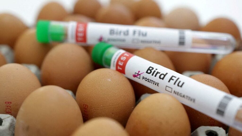 Romania reports bird flu among backyard poultry - News