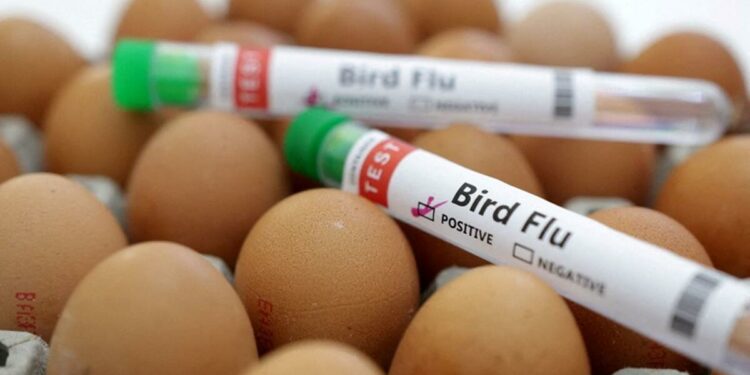 Romania reports bird flu among backyard poultry - News