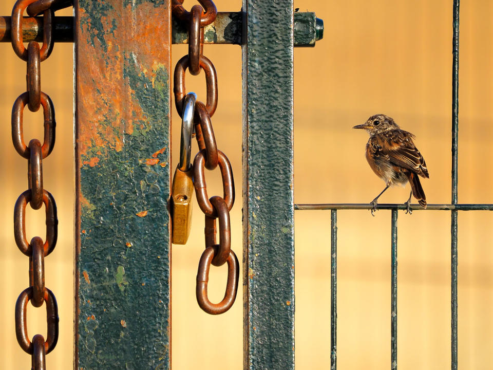 Entrant to the GDT European Wildlife Photographer of the Year 2024 competition