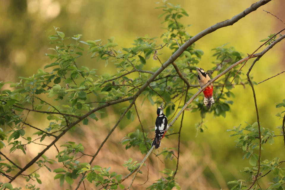 Entrant to the GDT European Wildlife Photographer of the Year 2024 competition