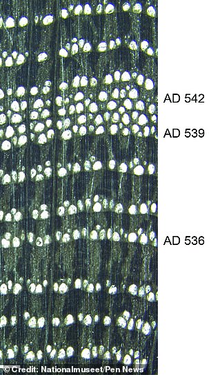 They found growth rings became dramatically smaller starting in 536 AD, and even more so between 539 and 541 AD.