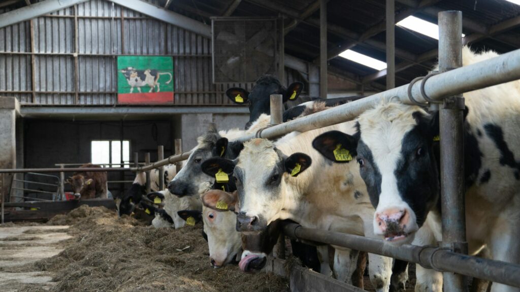 ‘A Big Dilemma’: Inside Europe’s Polluting Manure Problem