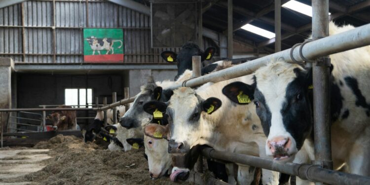 ‘A Big Dilemma’: Inside Europe’s Polluting Manure Problem