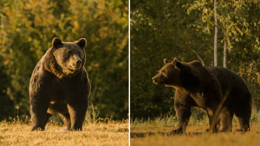 A Prince Has Been Accused of Killing Europe’s Largest Brown Bear