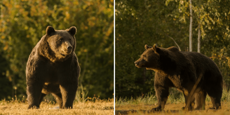 A Prince Has Been Accused of Killing Europe’s Largest Brown Bear