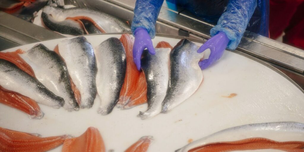 A tough winter in Norway is threatening its key export: salmon