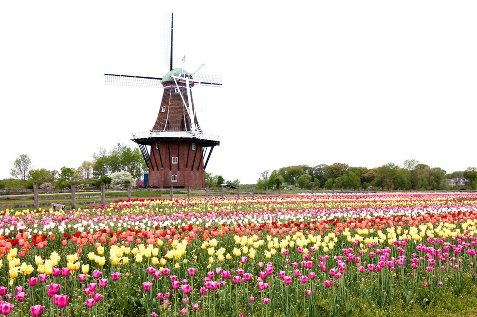 windmill