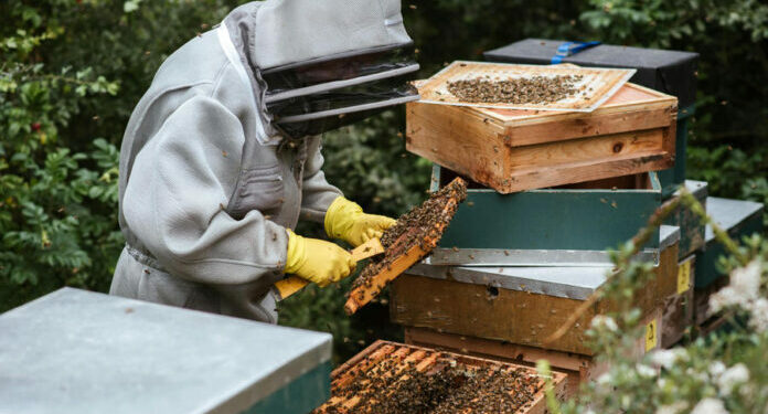 Beekeepers sound the alarm: we eat fake Chinese products and locally made honey is left to gather dust