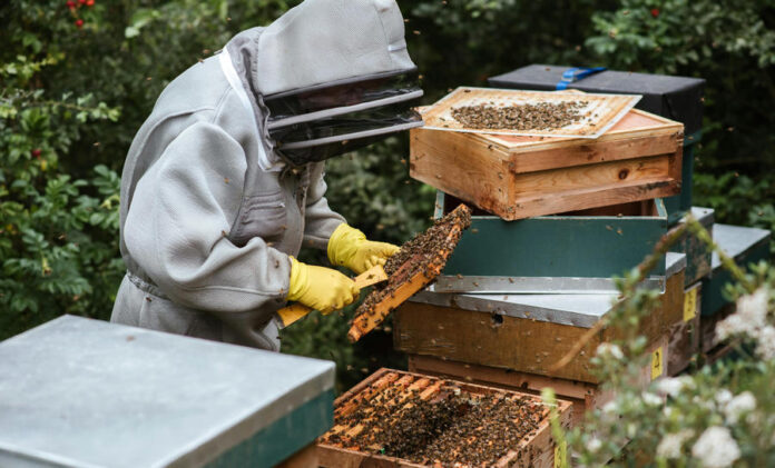 Beekeepers sound the alarm: we eat fake Chinese products and locally made honey is left to gather dust