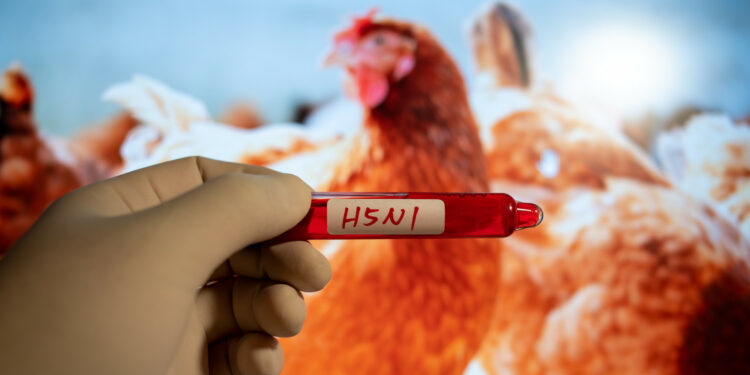 Bird flu outbreak in Hungarian counties, all parts of the country at risk