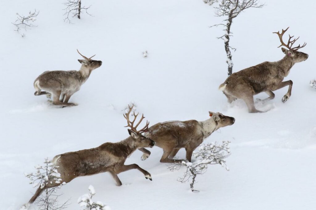 Bringing new LIFE to Finland’s threatened wild reindeer population