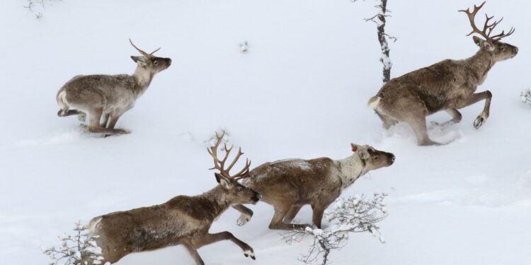 Bringing new LIFE to Finland’s threatened wild reindeer population